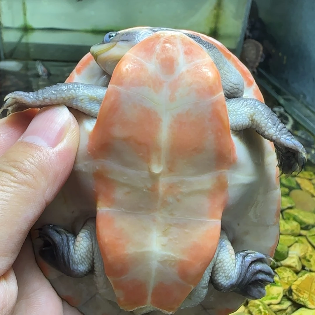 不分公母宠物龟元奥