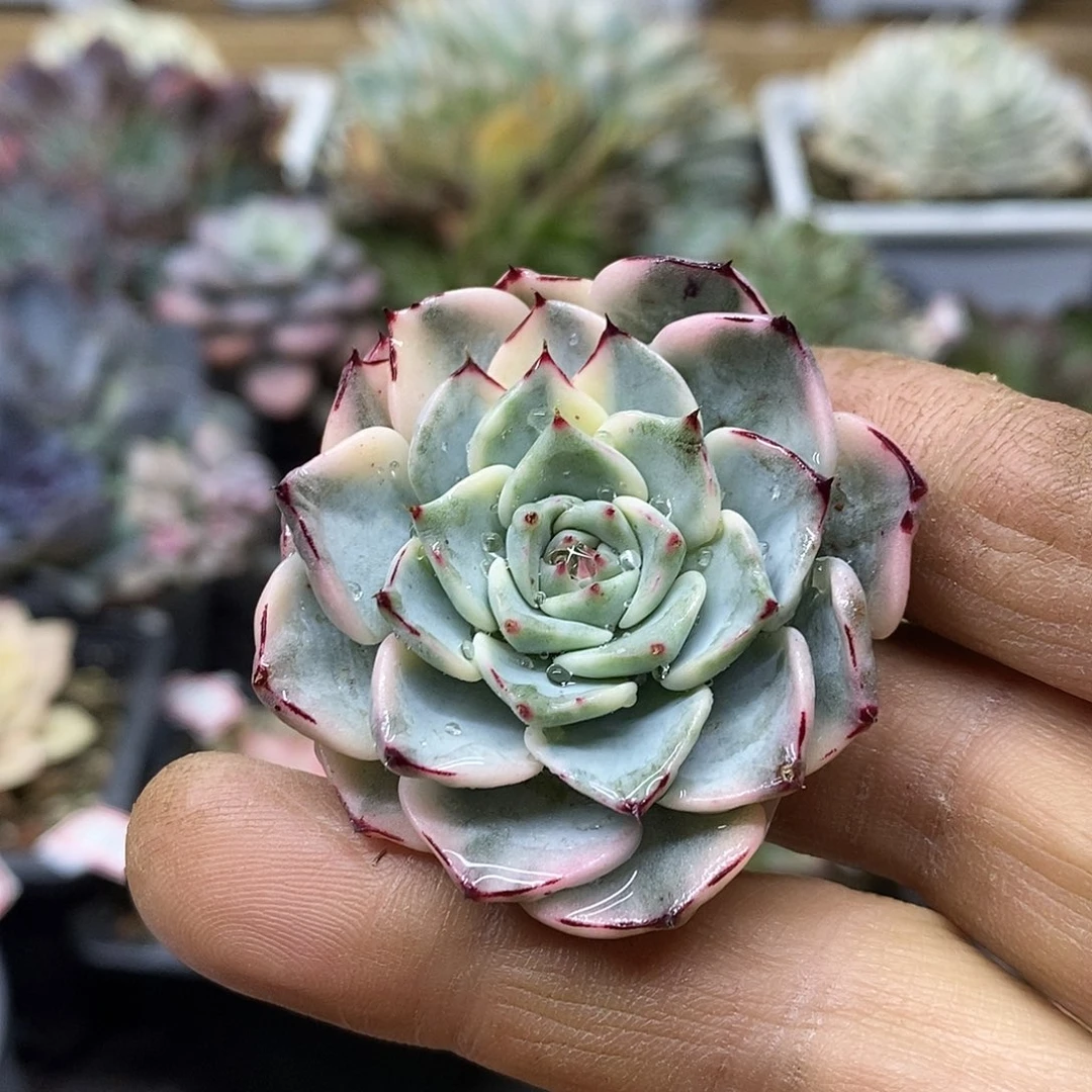 13172 沙罗姬牡丹覆轮锦头盖