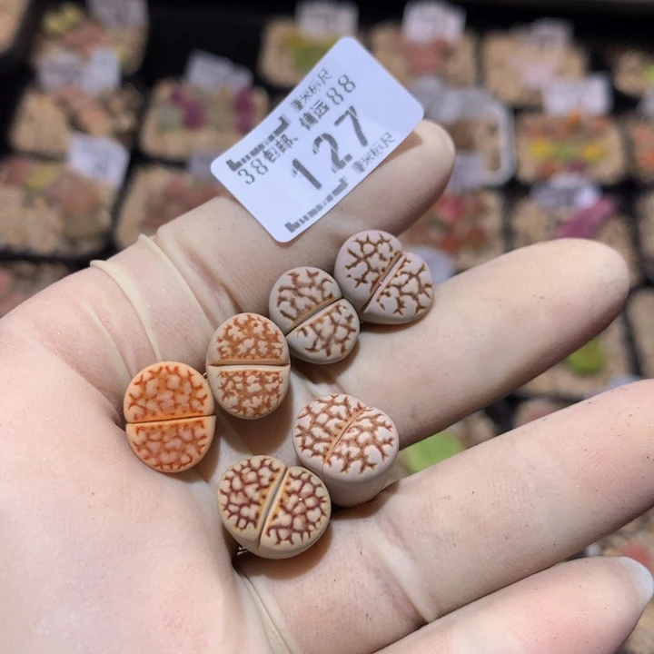 小*乖 Zzzx精品生石石127