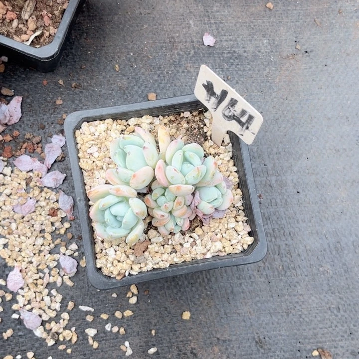 晨语多肉一物一拍7164