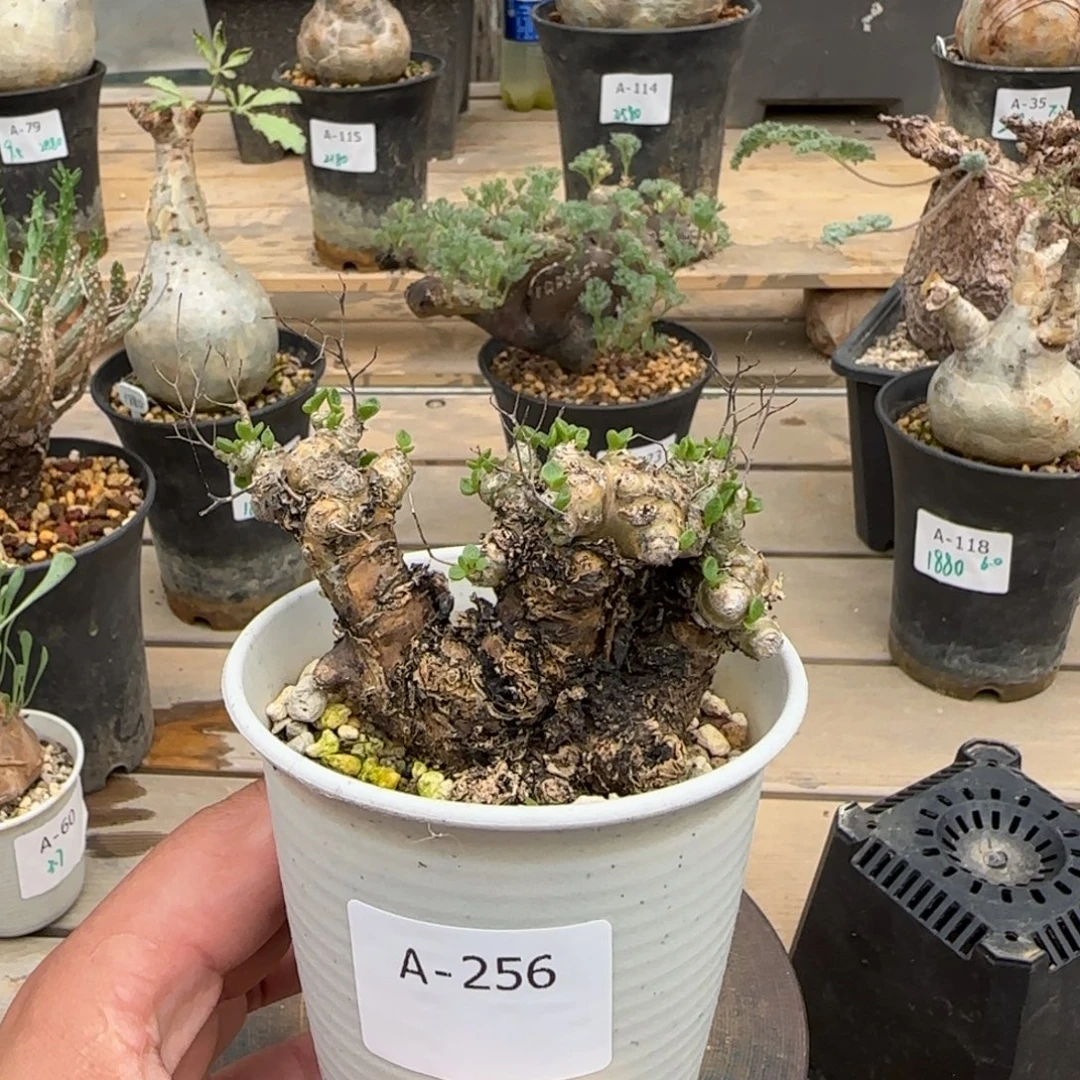 256万物想奇峰锦圆叶带毛