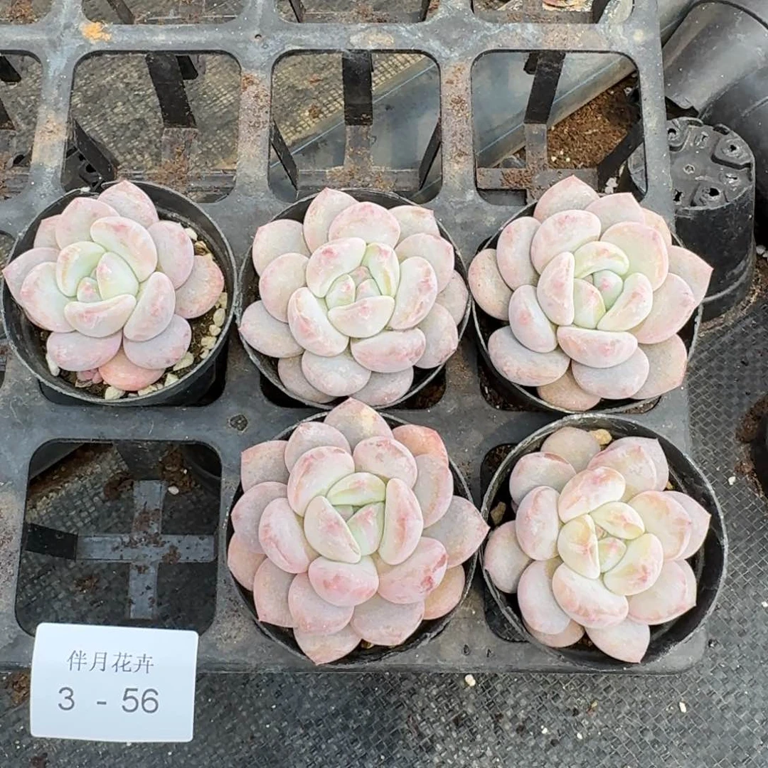 梦露杂交美人五颗量拍3-56