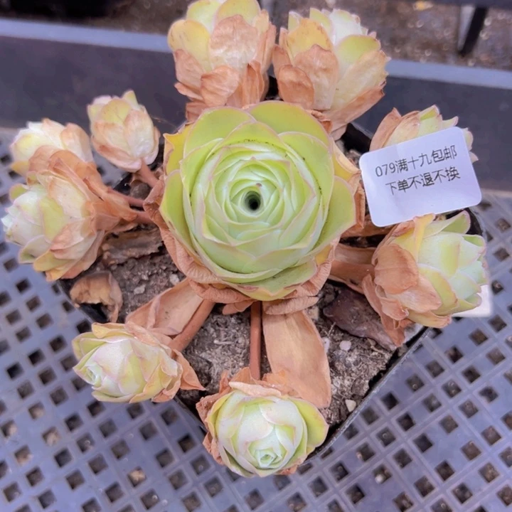 079 裸根不带土发货