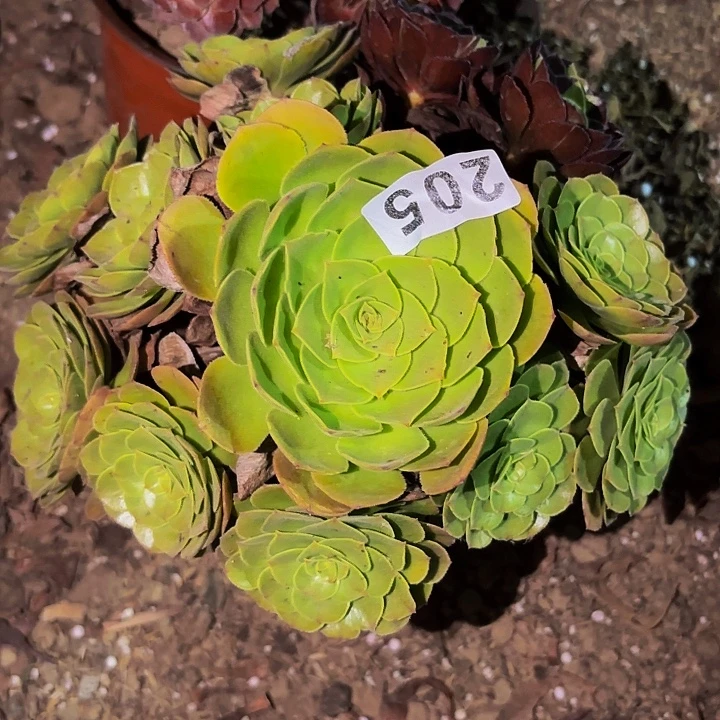 205花花公子多肉植物