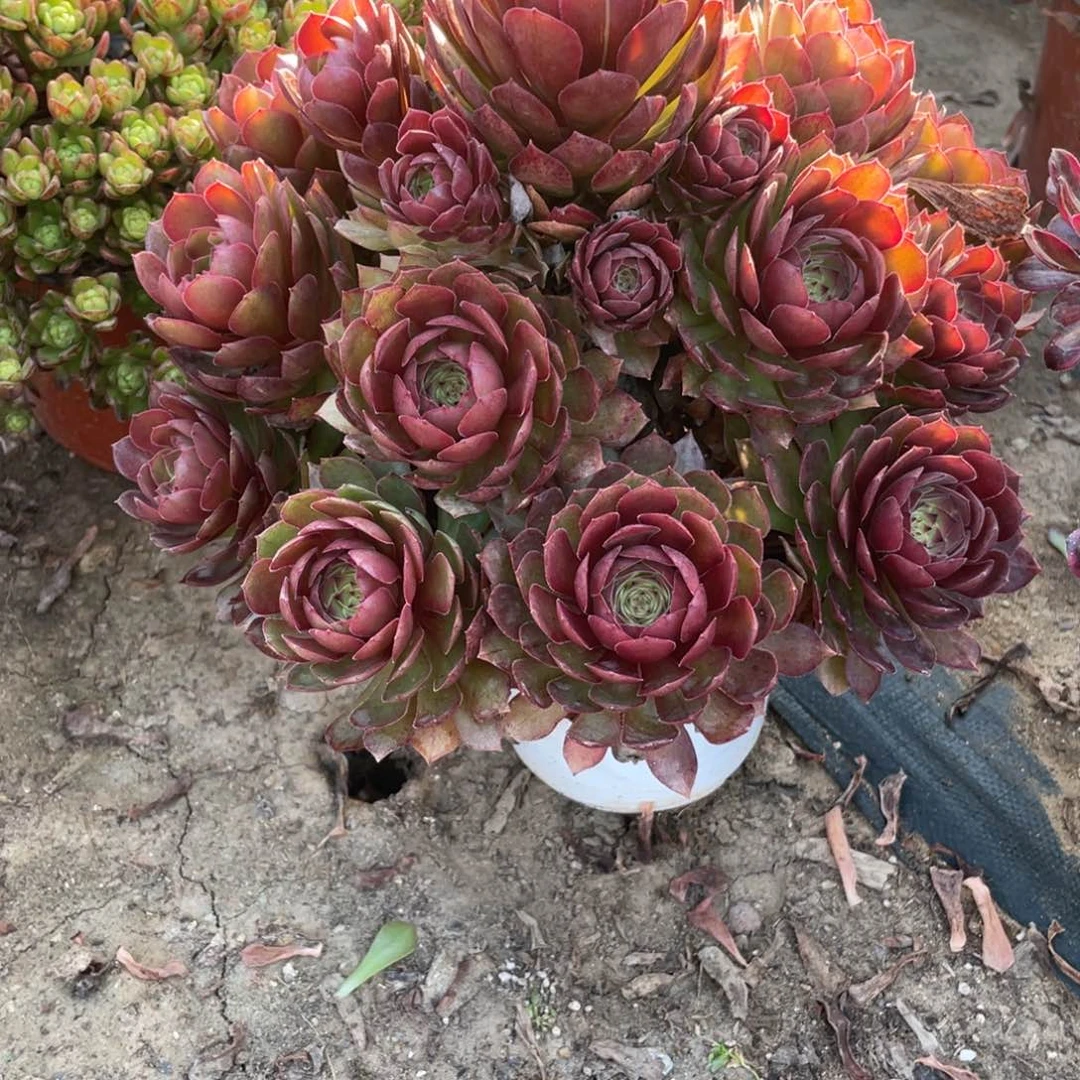 雨***！100000000000000012