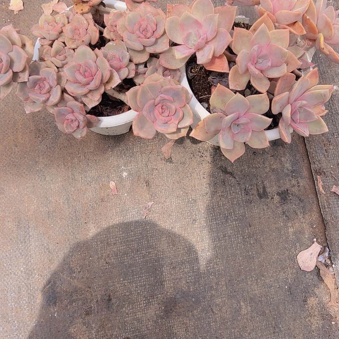 彩虹糖多头大盆群，中国初恋精控140