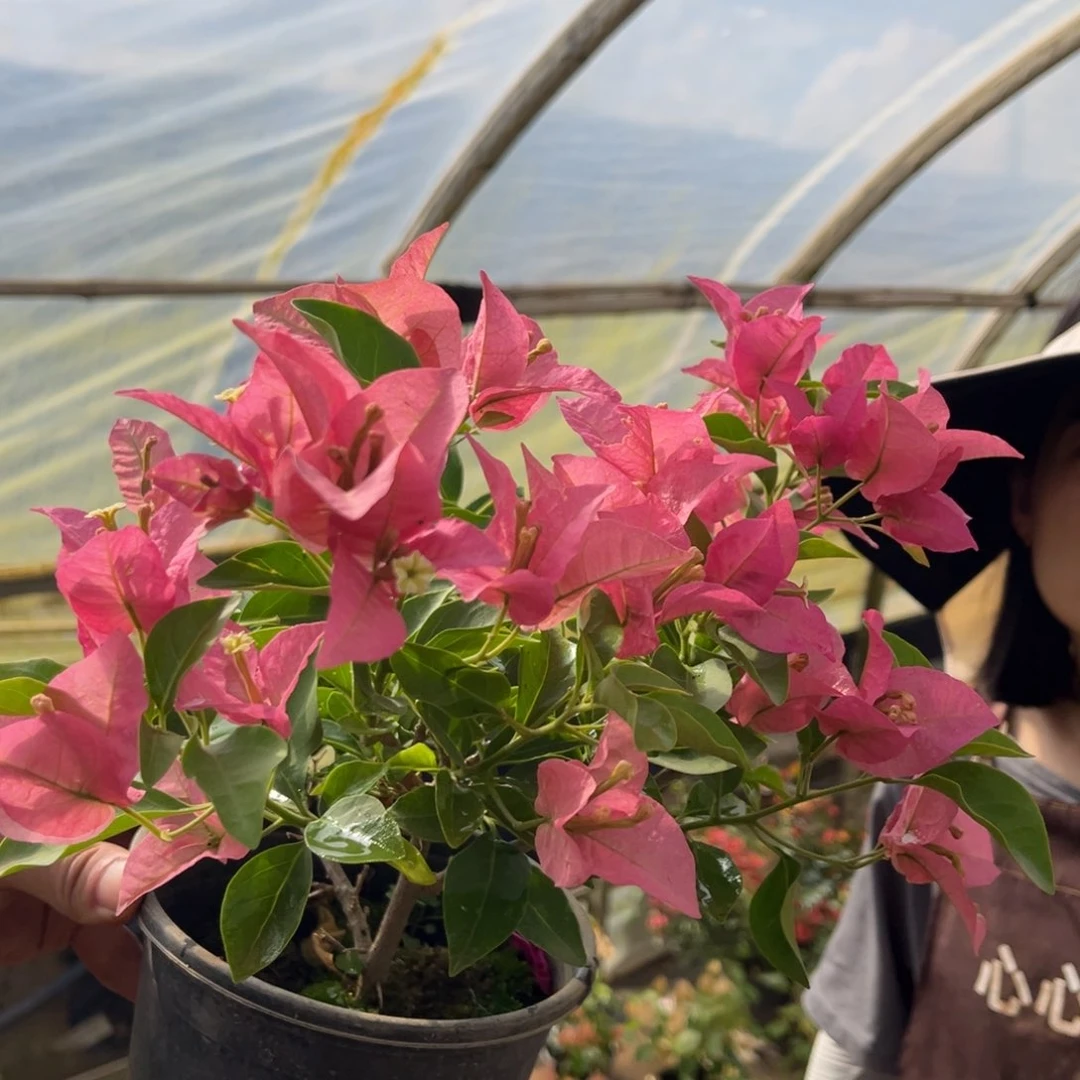 完全开放卡亚塔三角梅会落花落叶