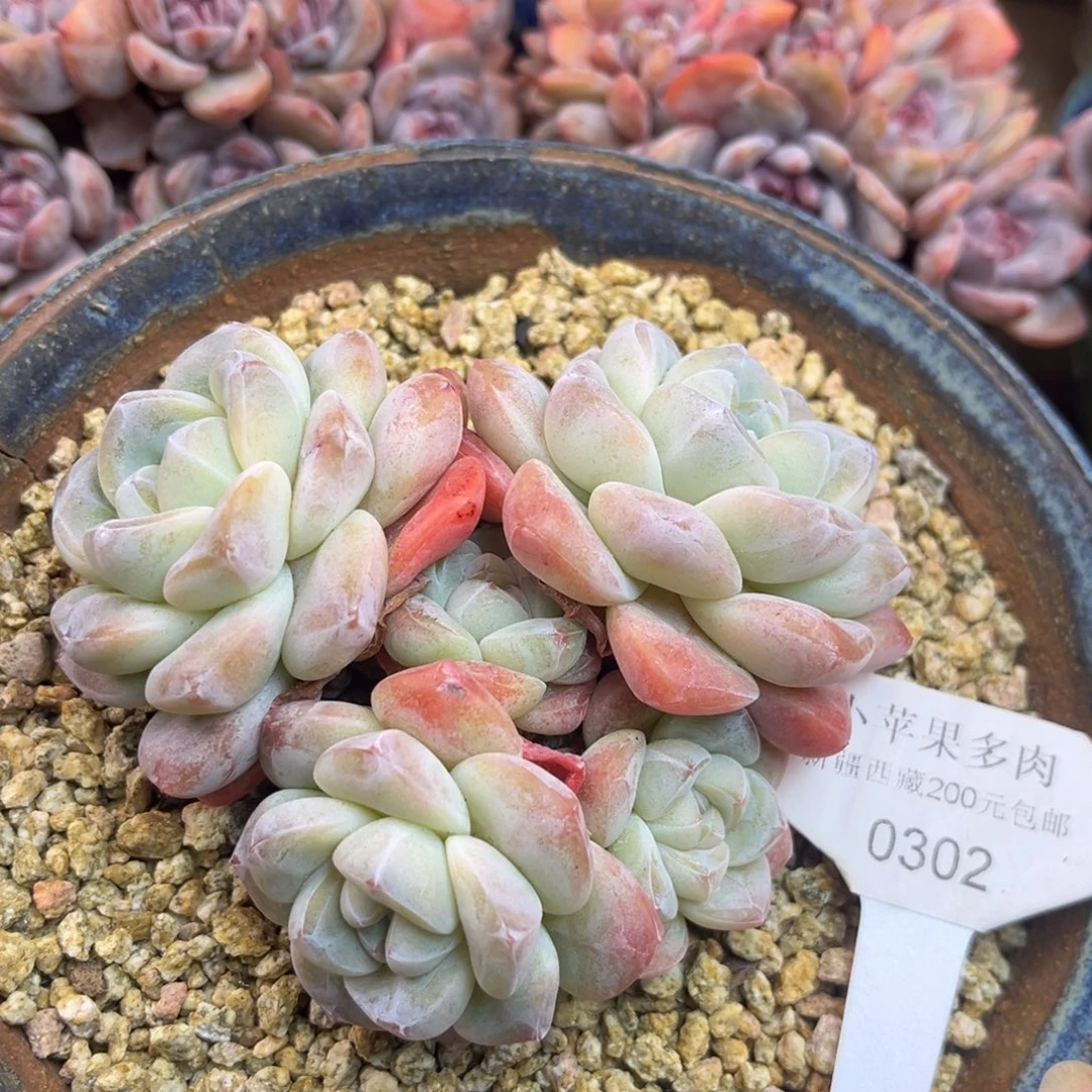 冰玉302/10cm5头多肉