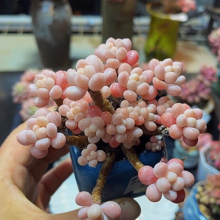 984 鱼子酱8 厘米