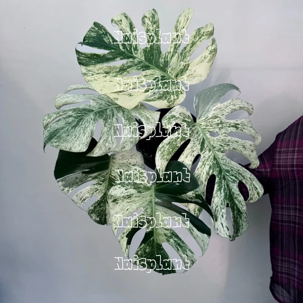 短茎白眼泪龟背竹锦