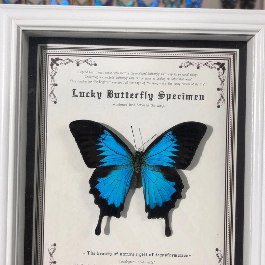 双层款实木天堂凤蝶