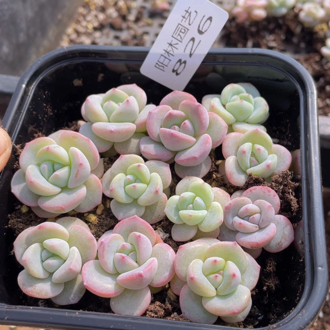 多肉植物多肉植物826