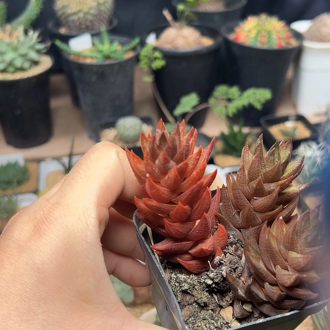 红蜥蜴群一颗一颗