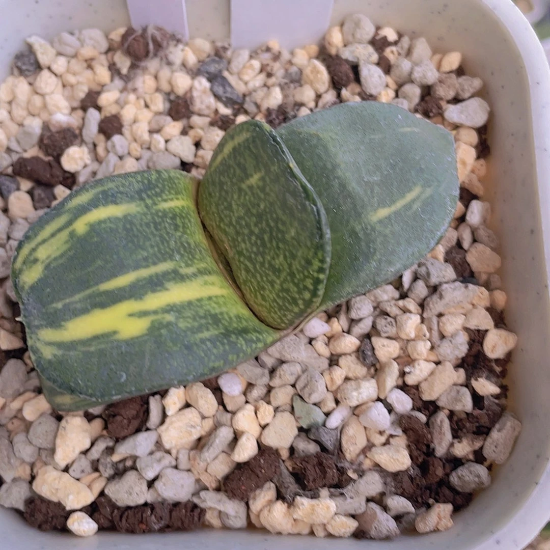 4号脱土发货11111