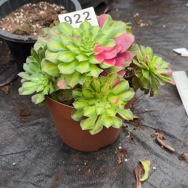 精品多肉植物0922