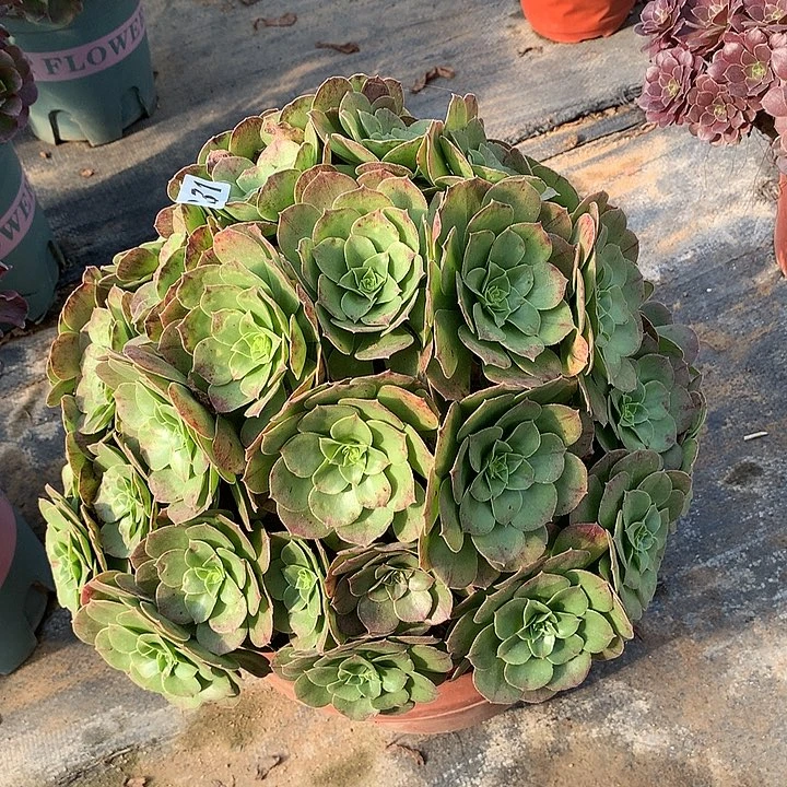 多肉植物万圣节231