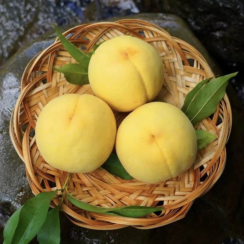 炎陵黄桃果王湖南果园直发原产地现摘现发水果10斤礼盒装锦绣黄桃