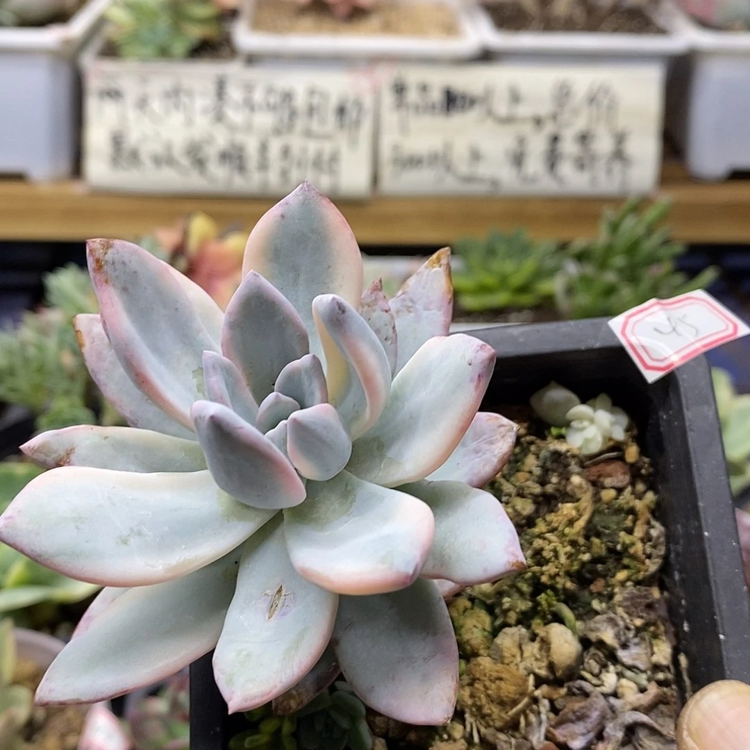 2245 霜之朝锦有杆子