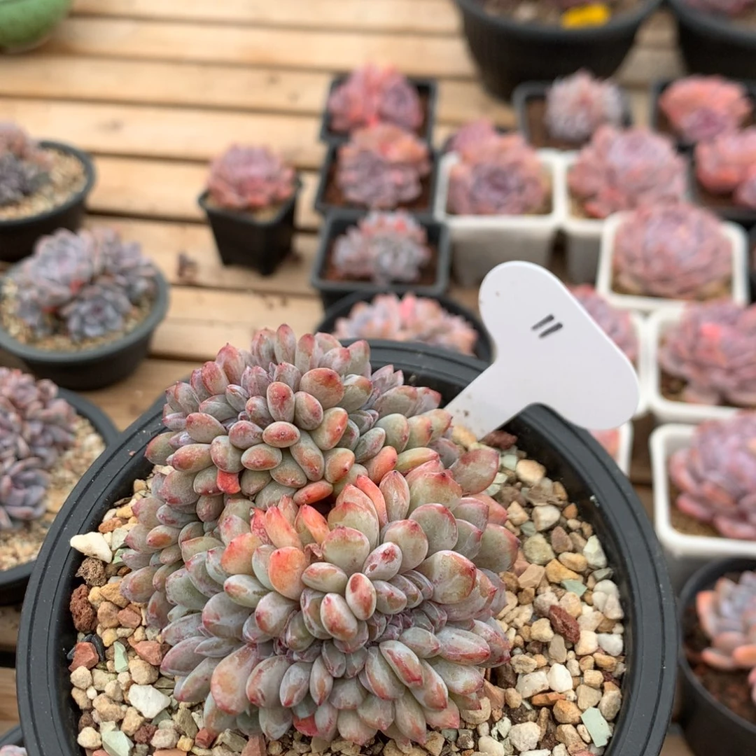 9.5厘米有砍石榴籽缀 11