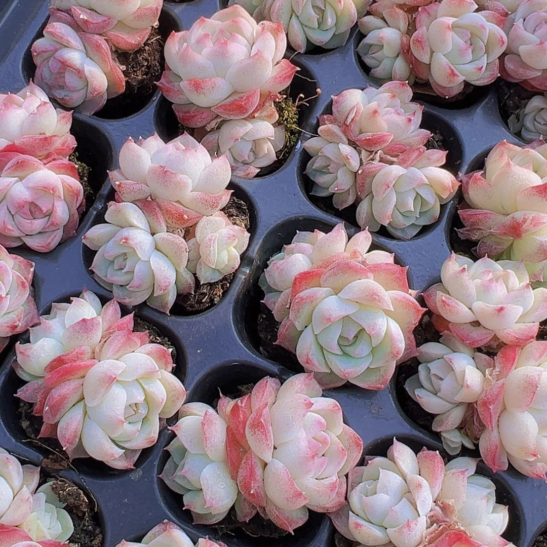 双头起玫瑰仙子苗3颗