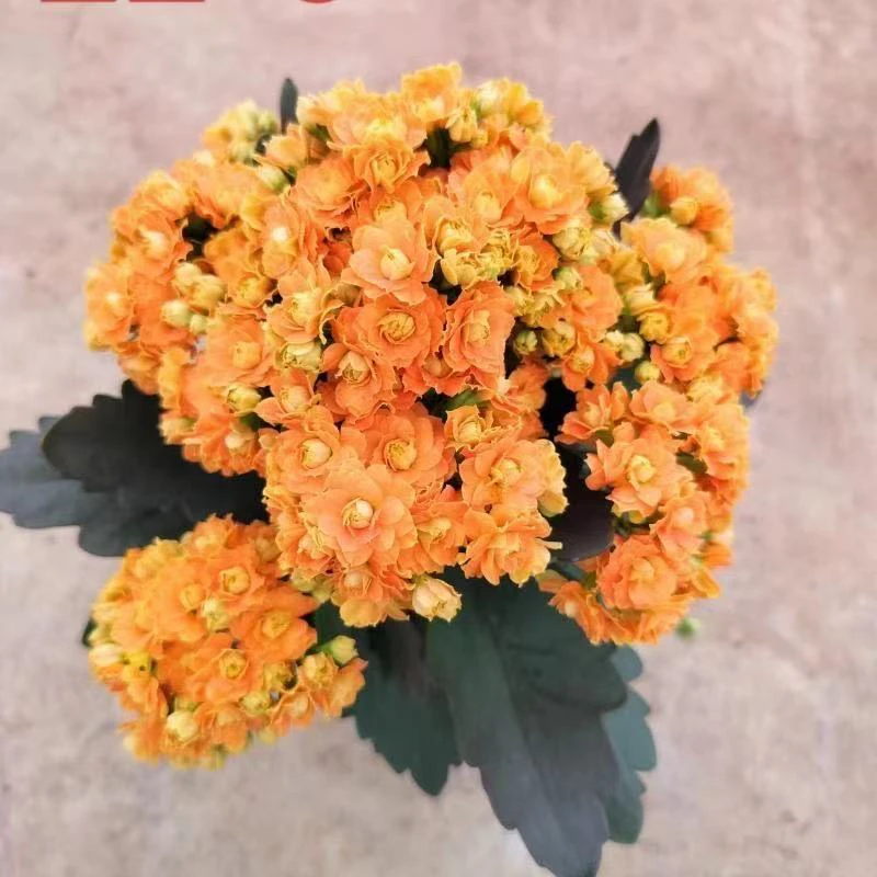 【星际+红色阿玛朵小苗】清棚苗重瓣长寿花不售后