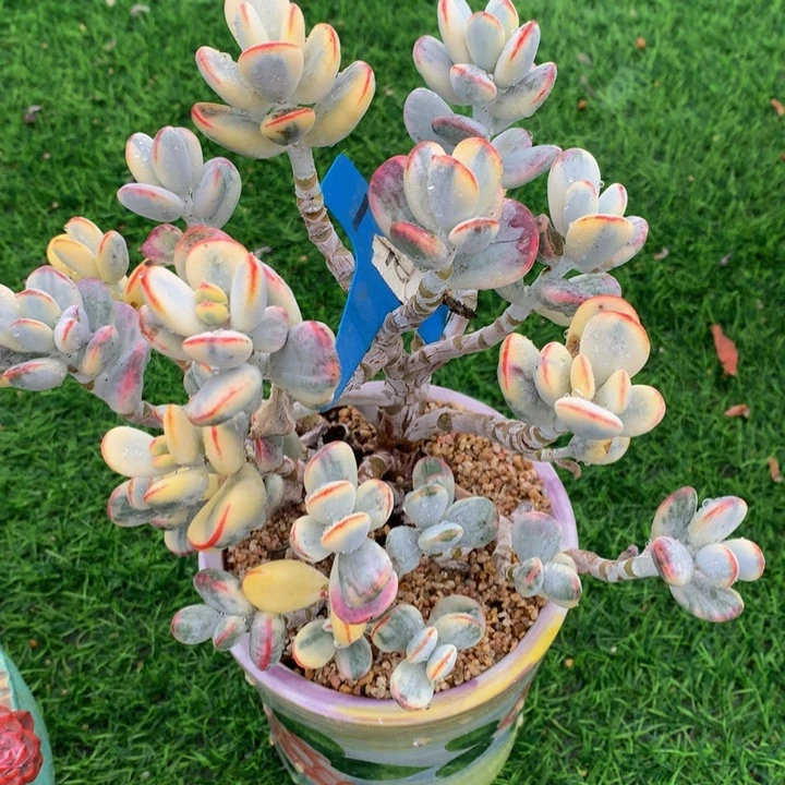 堡***适多肉植物72727272737727