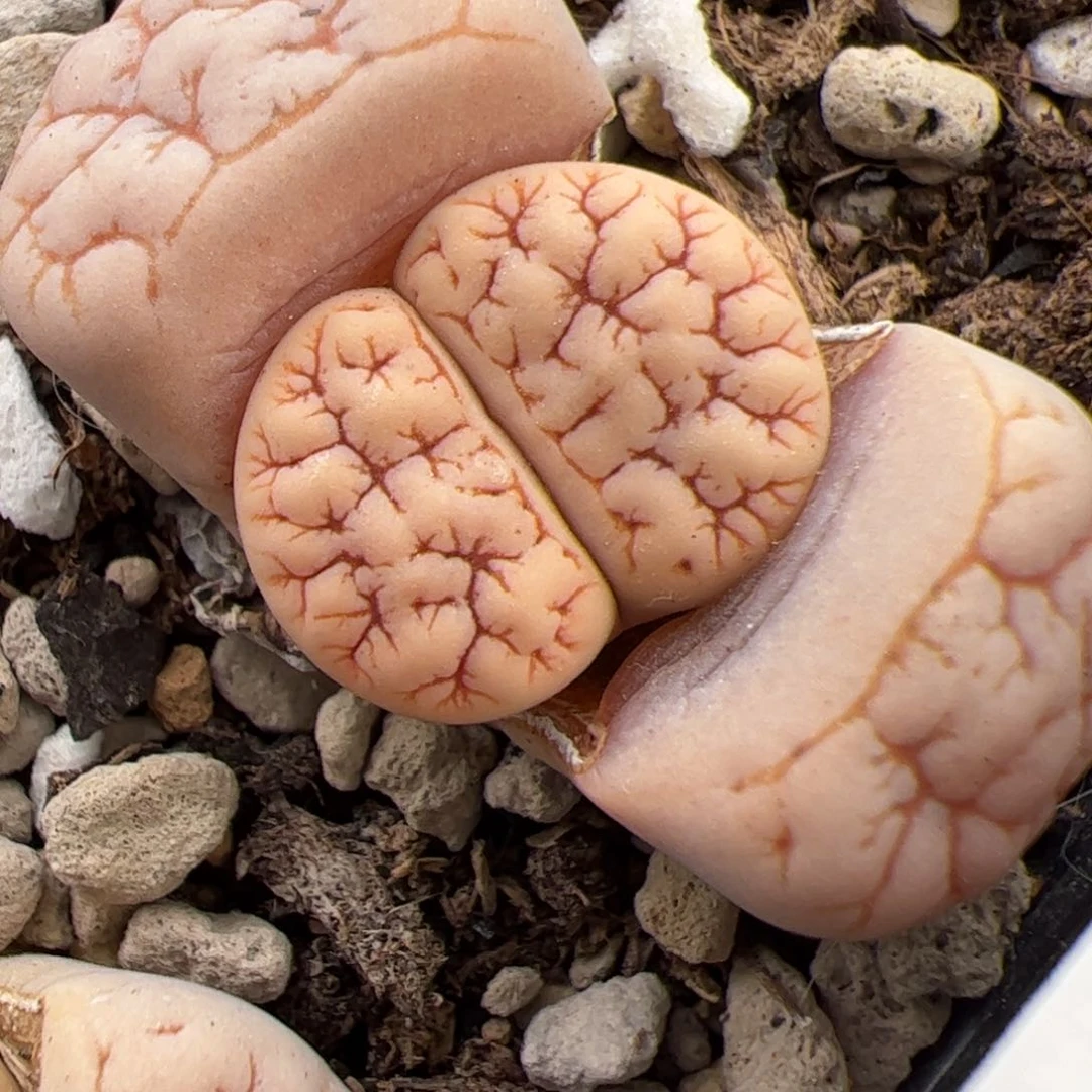 0567号 189 多肉植物