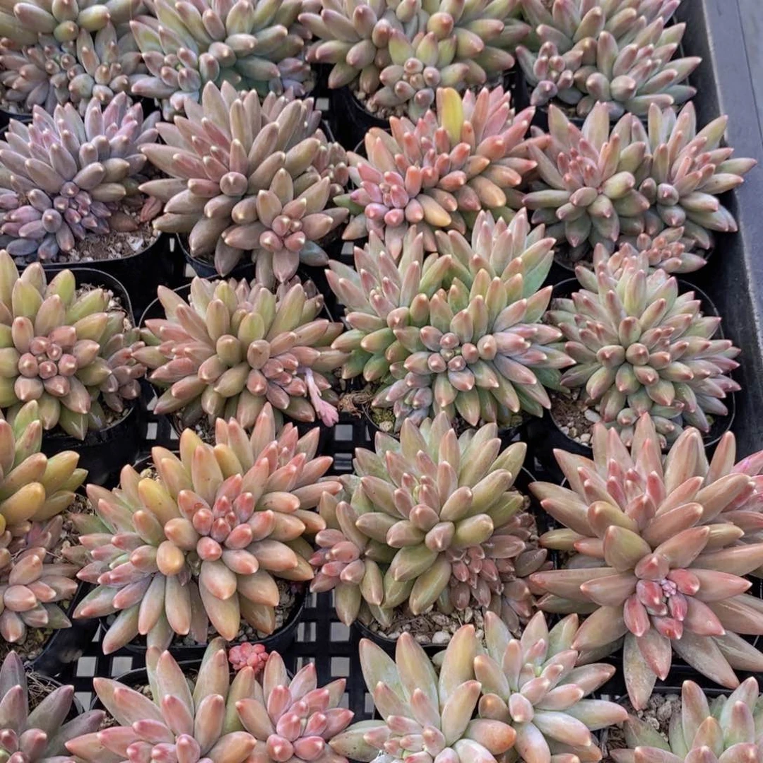 量拍42号 精品伊卡鲁斯多头一个