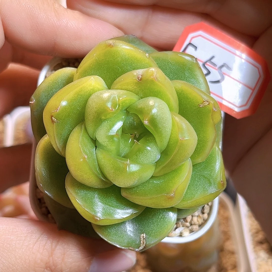 F55一物一拍 祖母绿