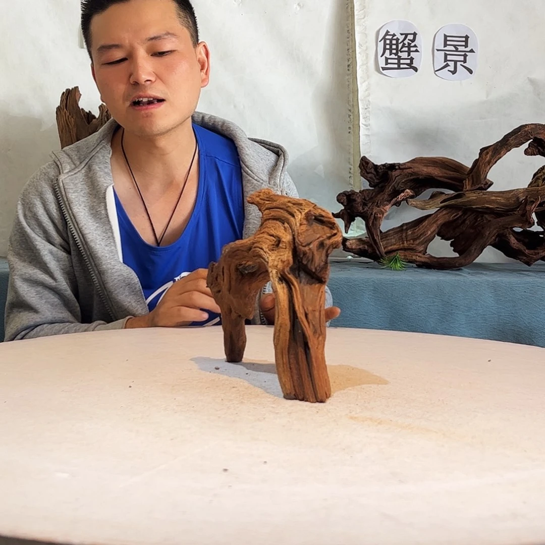 沉木造景爬宠造景