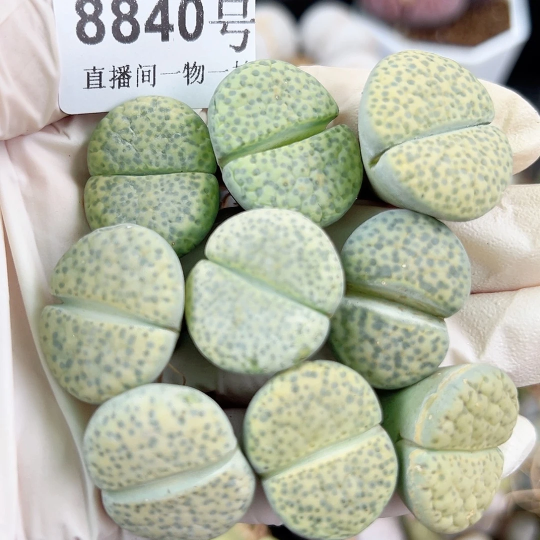 8840 好养易活生石花大母本12个2.5cm左右