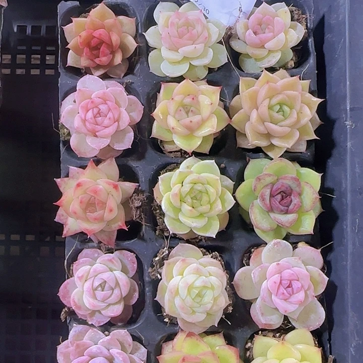 直播一物一拍多肉02