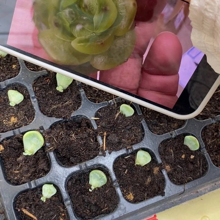 冷翡芽苗一个多肉