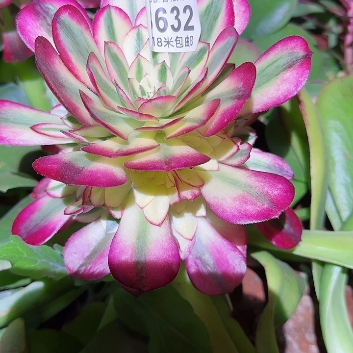 多肉法师荔枝捧花