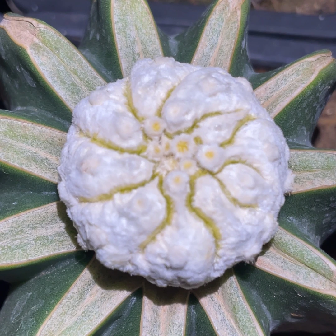 全部花朵浓白兜 仙人球开花