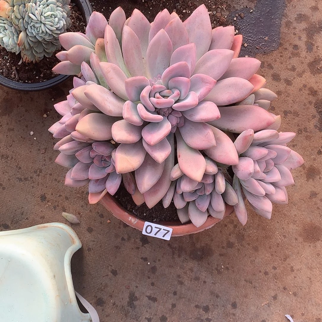 077 一物一拍多肉