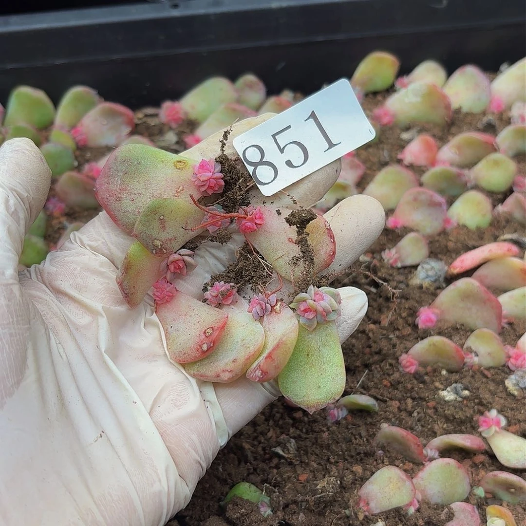 多肉植物多肉植物851