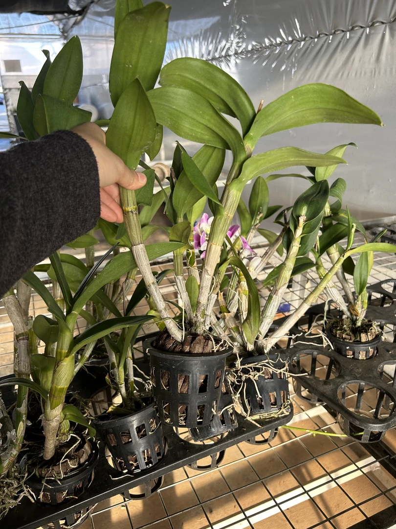 泰秋（无花苗/不指定品种）福利苗不售后