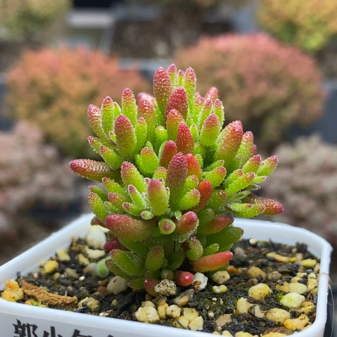 曦*新品枝干番杏5897