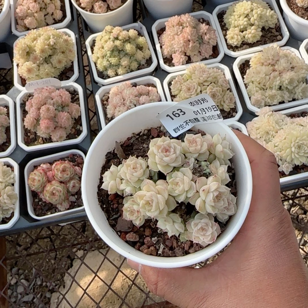 【闪购商品】0119-164全散的