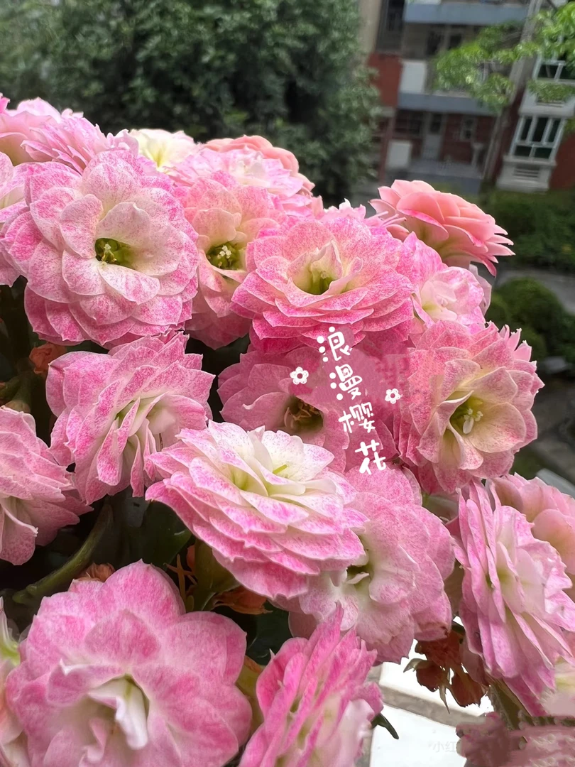 (浪漫樱花)110盆一代种苗长寿 稀有大花品种 基地直发