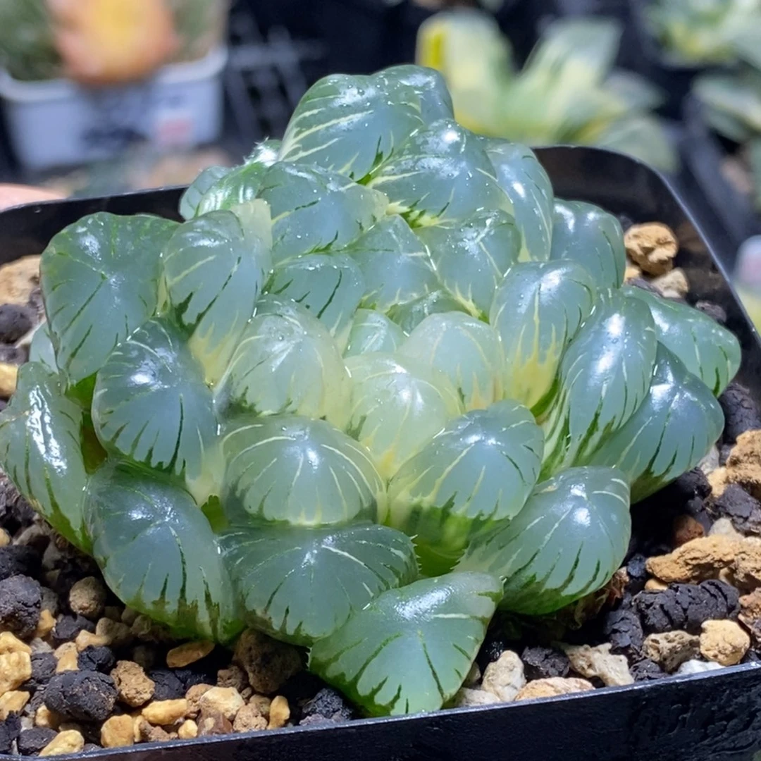 427号实生糊斑湖水