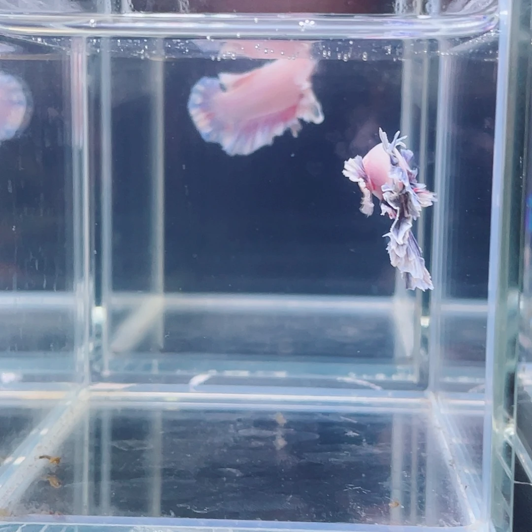 斗鱼印尼斗鱼，记得拍加热包002