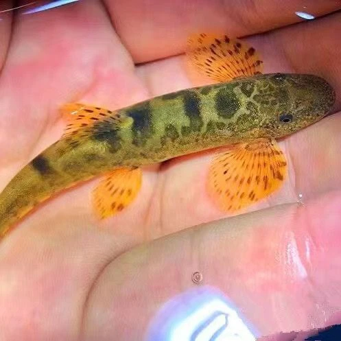 缨口清洁鱼淡水鱼清道夫樱口鳅原生缨口鳅吃垃圾擦玻璃鱼工具鱼