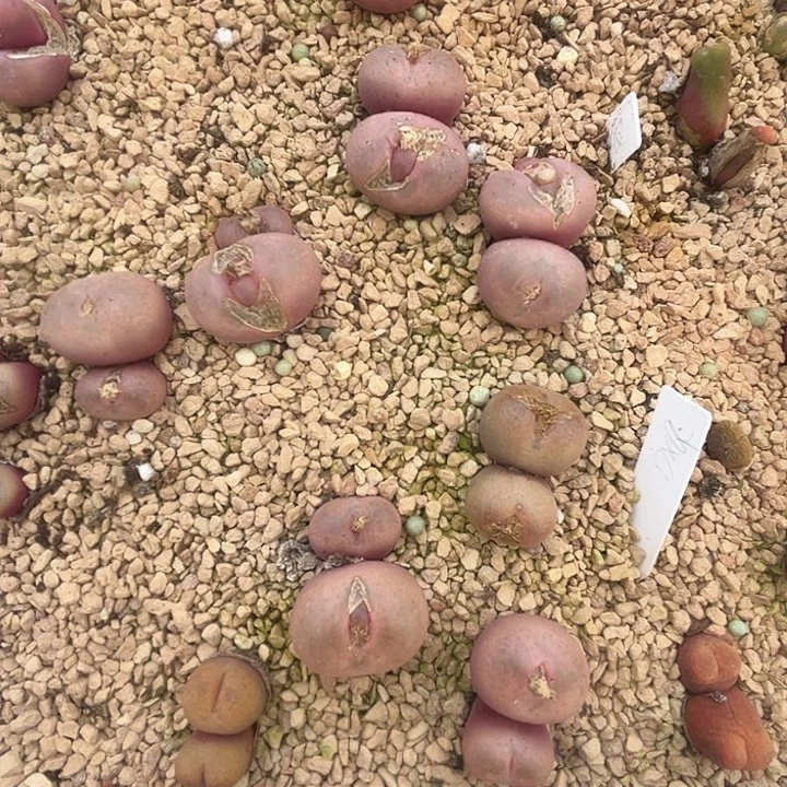 大小乔。   吕氏名贫