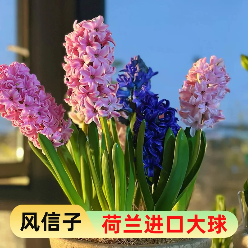 风信子种球水培土培套装耐寒冬季开花适合阳台桌面盆栽好养易成活