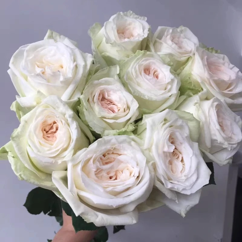 白荔枝灌木浓香切花多季丰花勤花阳台庭院绿植花卉耐晒耐雨林