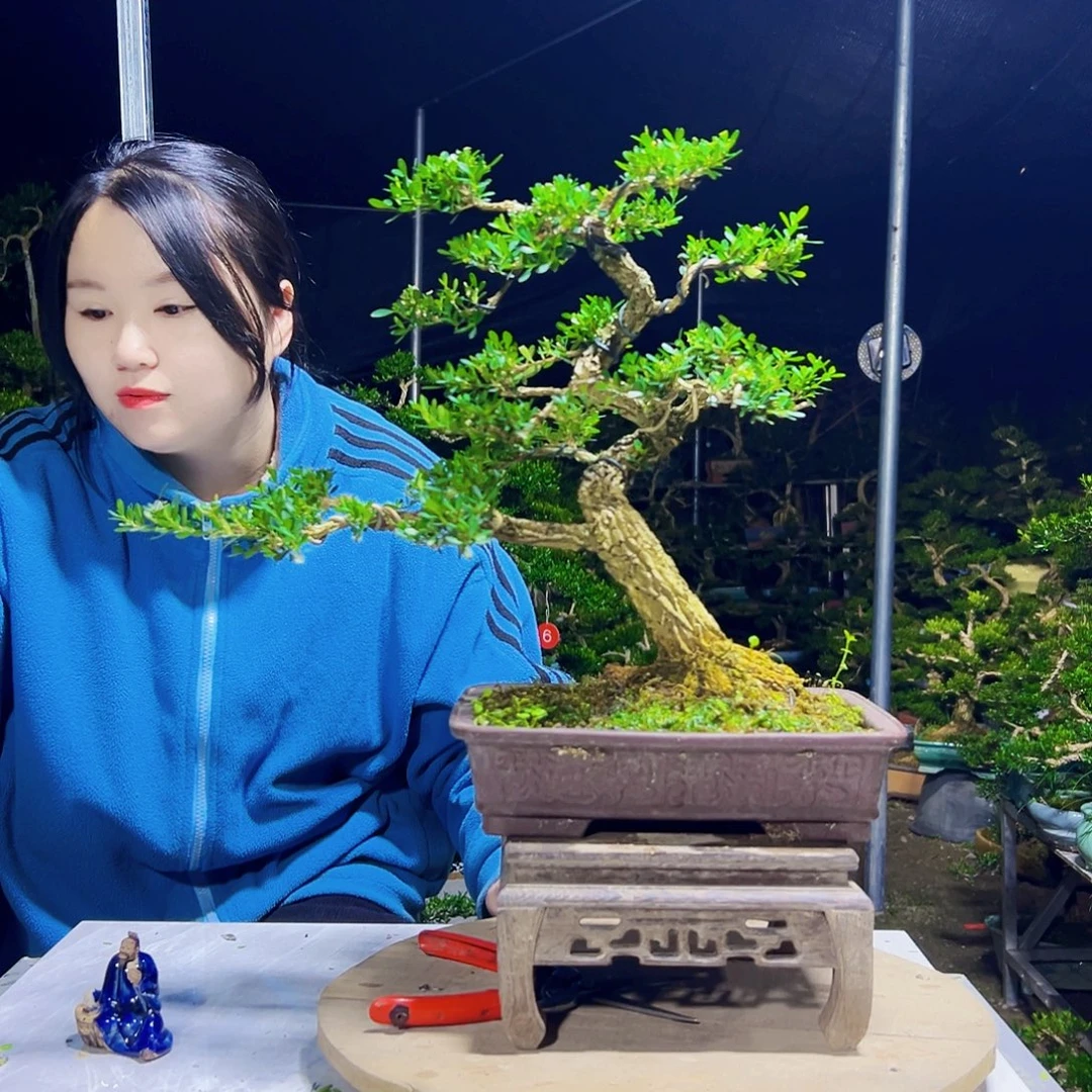 无花朵黄杨木