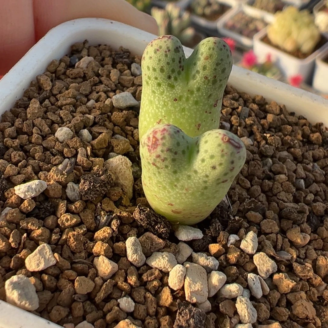 草莓斑马多肉植物盆栽栽培