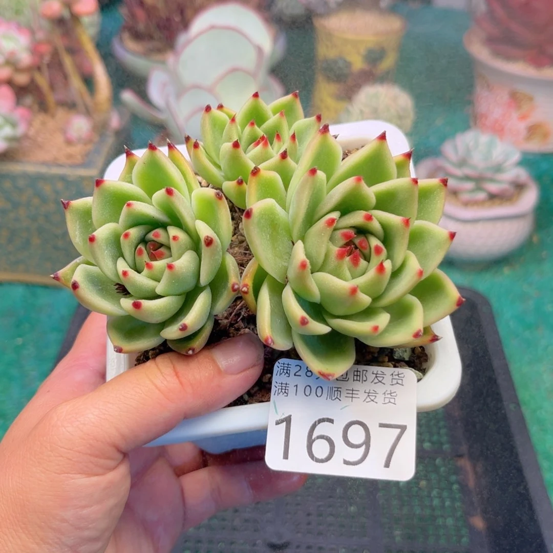 大1697，vfhcvvbbbn